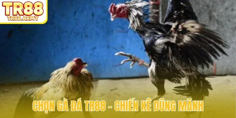 Chọn gà đá