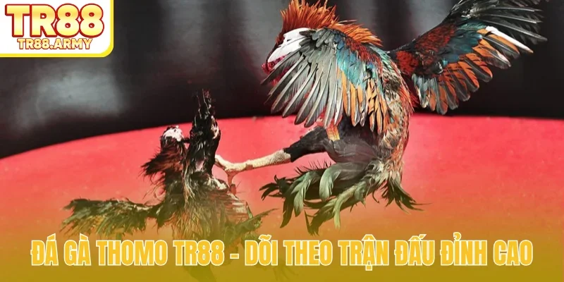 đá gà Thomo