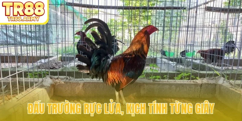 Đấu trường rực lửa, kịch tính từng giây